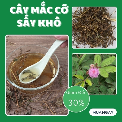Cỏ xấu hổ ( cây mắc cỡ ) khô 500g - Thảo Dược Tấn Phát