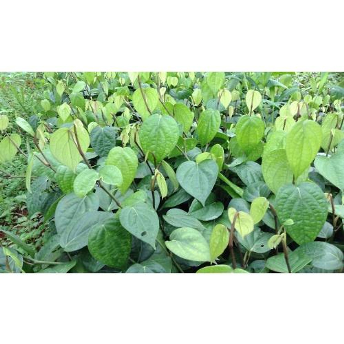 Cây Giống HỒ TIÊU THEKKEN . ( Tiêu chùm).