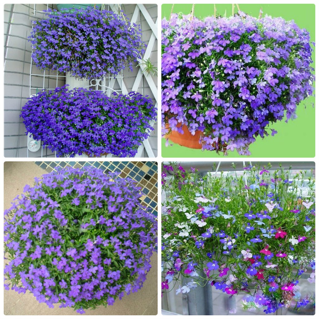 Hạt giống hoa cúc lobelia nhiêu màu - 50 hạt/gói
