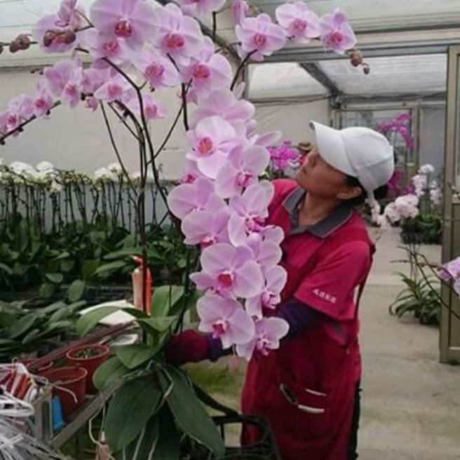 cây giống hồ điệp hoa đại 50k