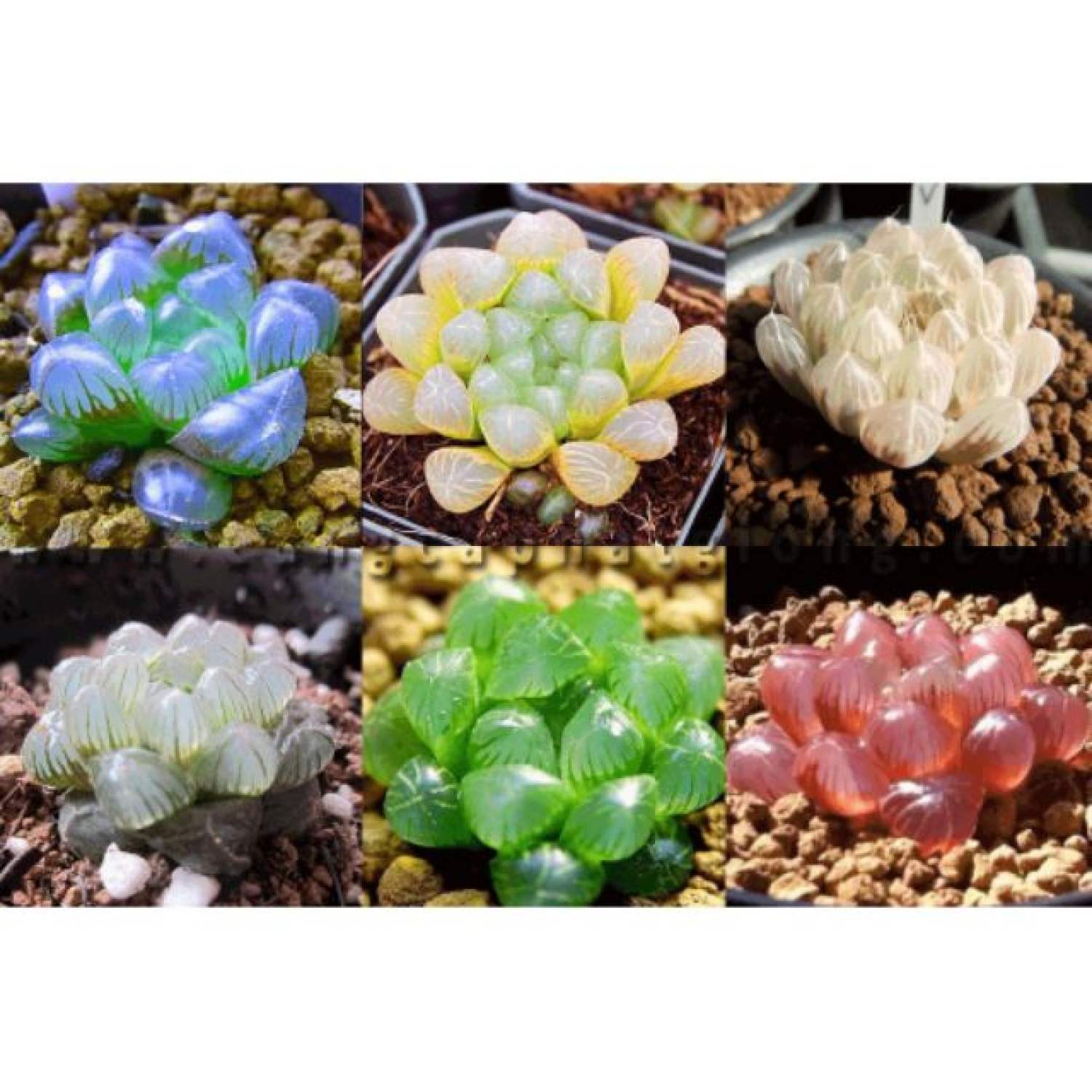 MA68 GÓI 20 hạt giống sen đá kim cương