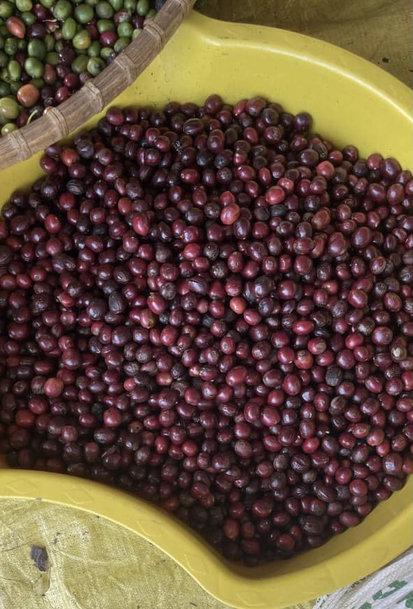 500gram hạt giống cà phê lá xoài