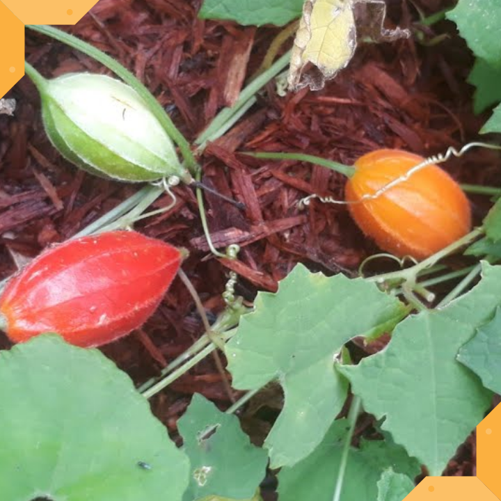 DÂY CỨT QUẠ KHÔ - 1 KG