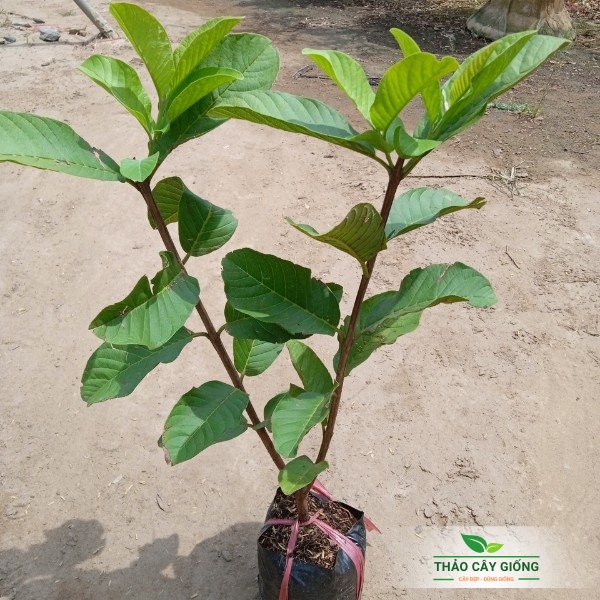 Sapling Guava Queen- same Guava High Yield