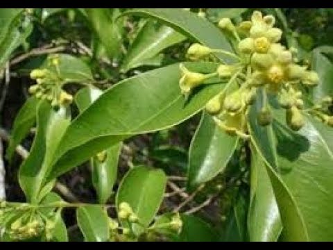 COMBO 5 CÂY TRẦM HƯƠNG-GIÓ BẦU