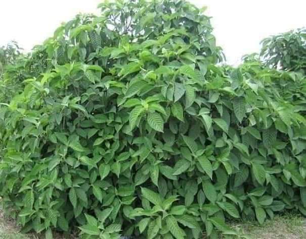 Cây Chè Khổng Lồ (10 Cây giống)