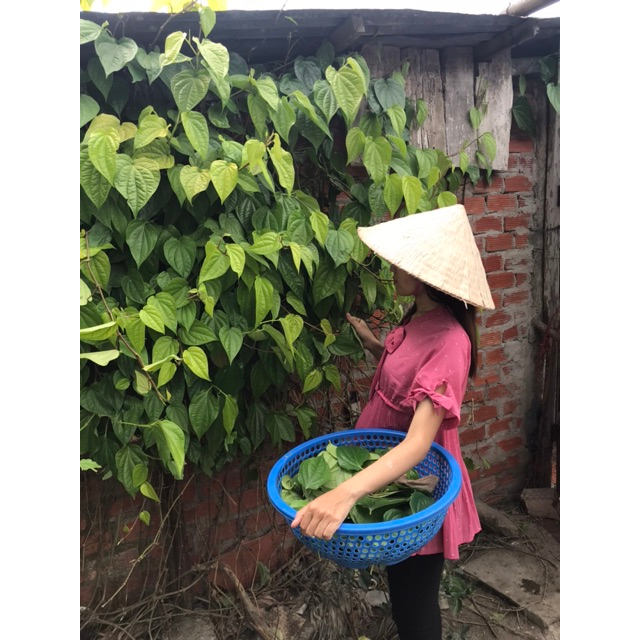 BỘT LÁ TRẦU KHÔNG (DẠNG TÚI LỌC)