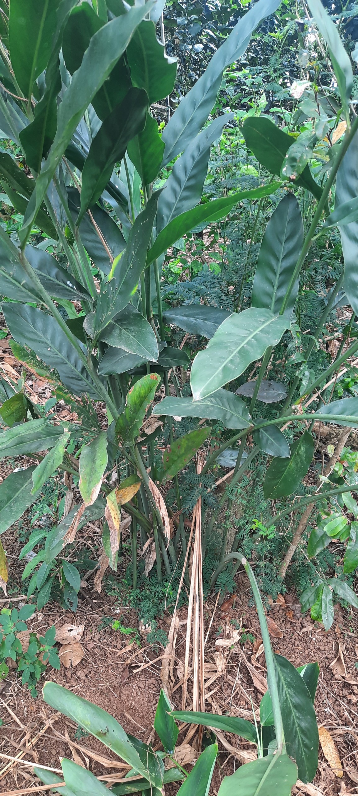 riềng