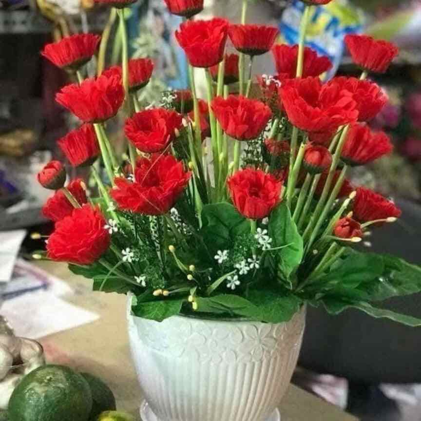 Hoa đồng tiền