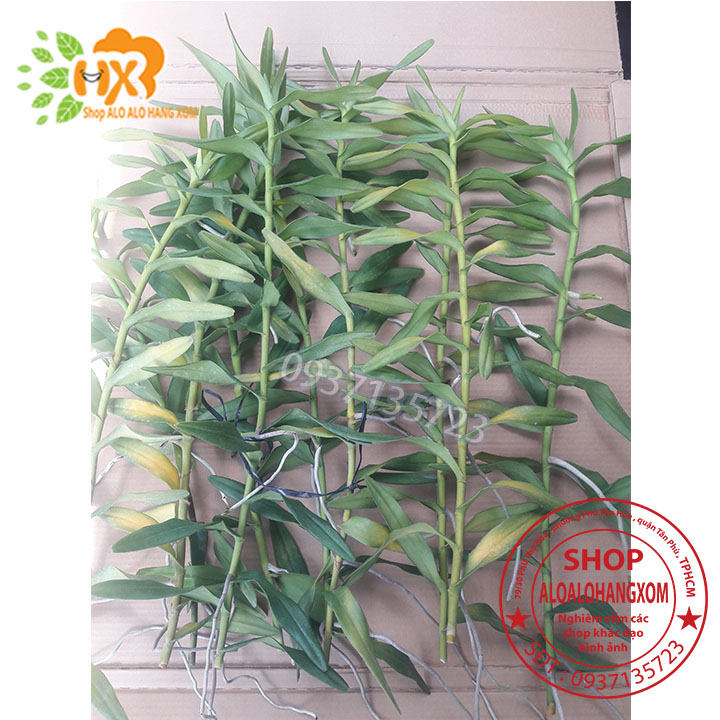 [HCM]COMBO 10 CÂY LAN BÒ CẠP RẰN CON