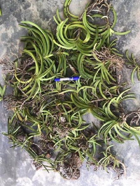 Hoa lan giáng hương đuôi chồn( cây to 30cm)