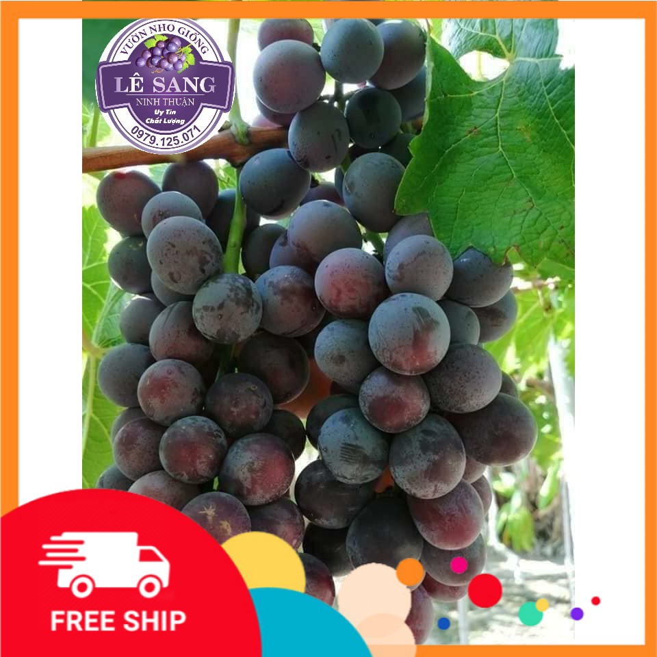 (SỐC) Cây Giống Nho Kẹo. Ghép Chuẩn Giống NH01 - 126 ( Kèm Theo Hướng Dẫn Trồng )