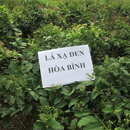 01 Kg cây Xạ Đen sấy khô