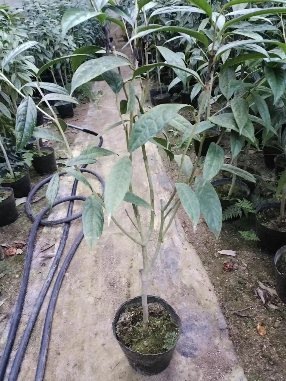 CÂY TRÀ HOA VÀNG CAO 80CM-1M(>)