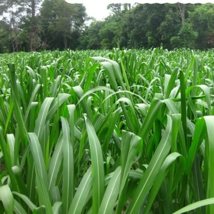 Hạt giống Cỏ Sả Lá Lớn / Cỏ Mombasa Ghinê gói 100gr