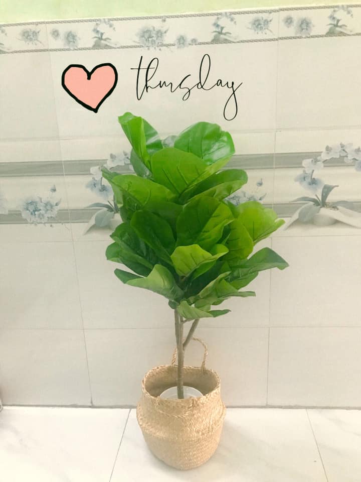 Combo cây bàng singapore kèm chậu giỏ