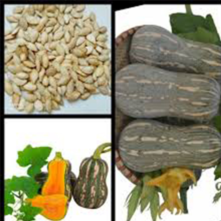 Hạt giống bí siêu quả 20 hạt