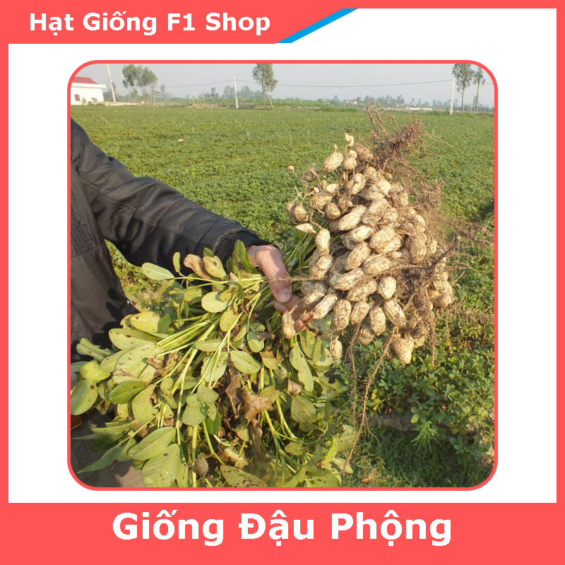 Hạt Giống Đậu Phộng (Giống Lạc) Năng Suất Cao (5G) (258.F1)