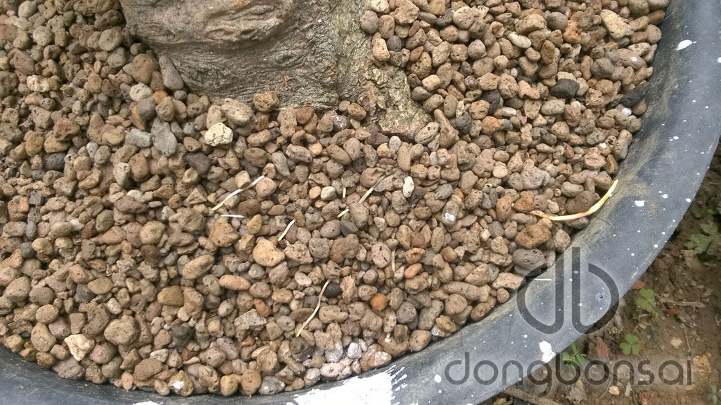 Combo 5lit Đá Pumice (đá bọt núi lửa) Indonesia
