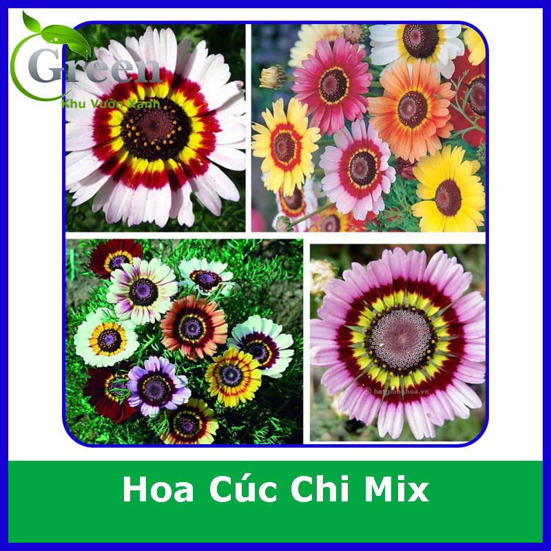 Hạt Giống Hoa Cúc Chi Nhiều Màu Trồng Chậu, Cắt Cành
