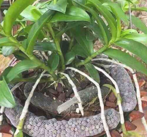 PHÂN DÊ BÓN LAN ĐÓNG THANH 50CM ĐÃ QUA XỬ LÝ