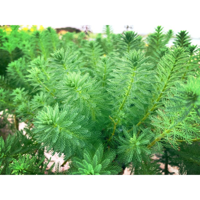 XƯƠNG CÁ THỦY SINH 15 CÂY KHÔNG CẦN CO2