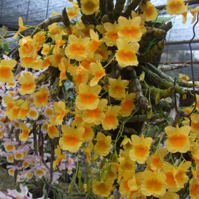 Hoa lan Kim điệp xuân
