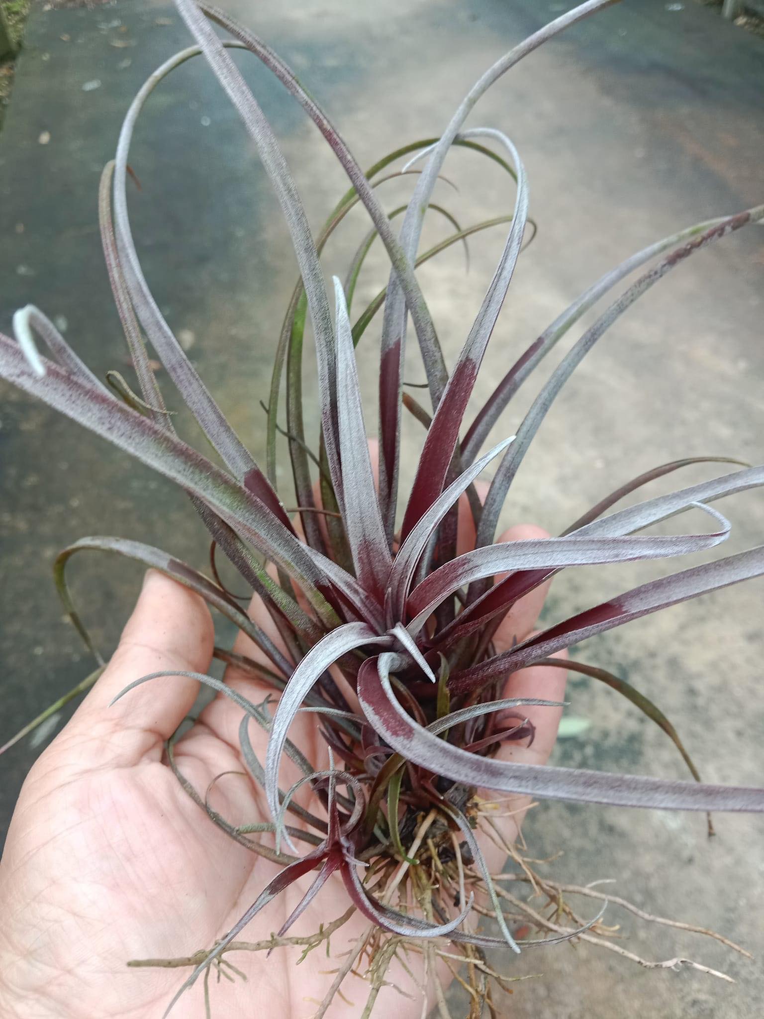 Cây không khí Capitata red