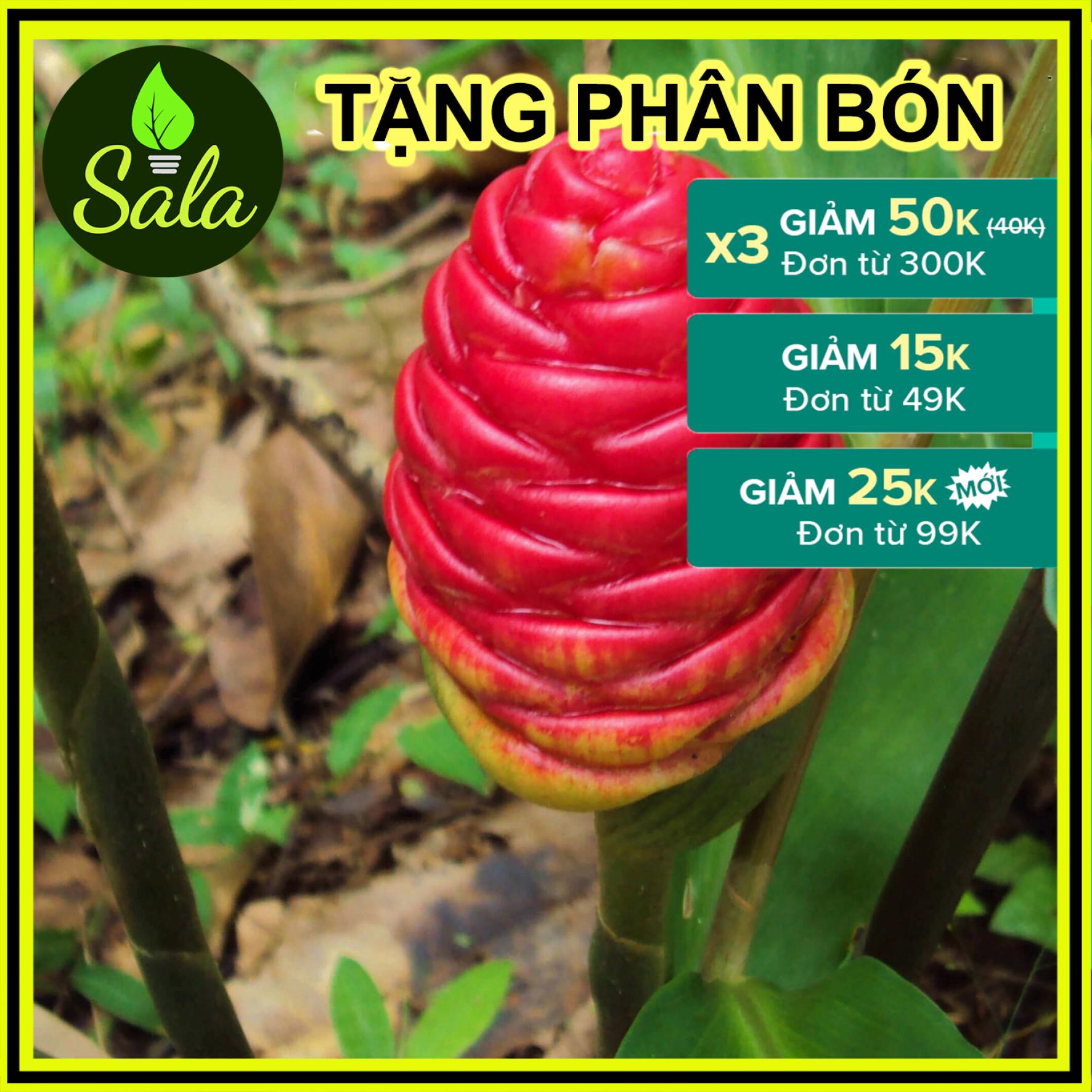 CÂY GIỐNG GỪNG GIÓ, RIỀNG DẠI, NGÃI XANH, NGÃI MẶT TRỜI