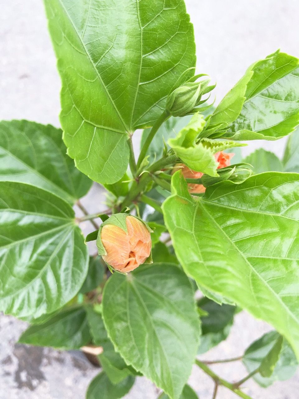 PHÂN BÓN VỌT ĐỌT RA RỄ