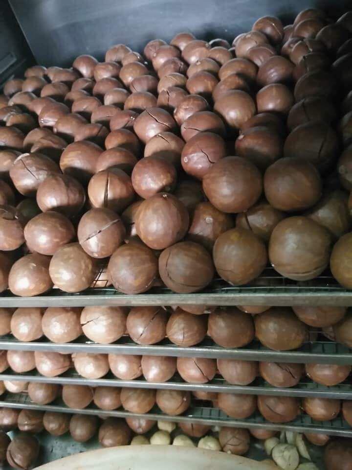 MẮC CA SẤY NỨT DAKLAK 1KG