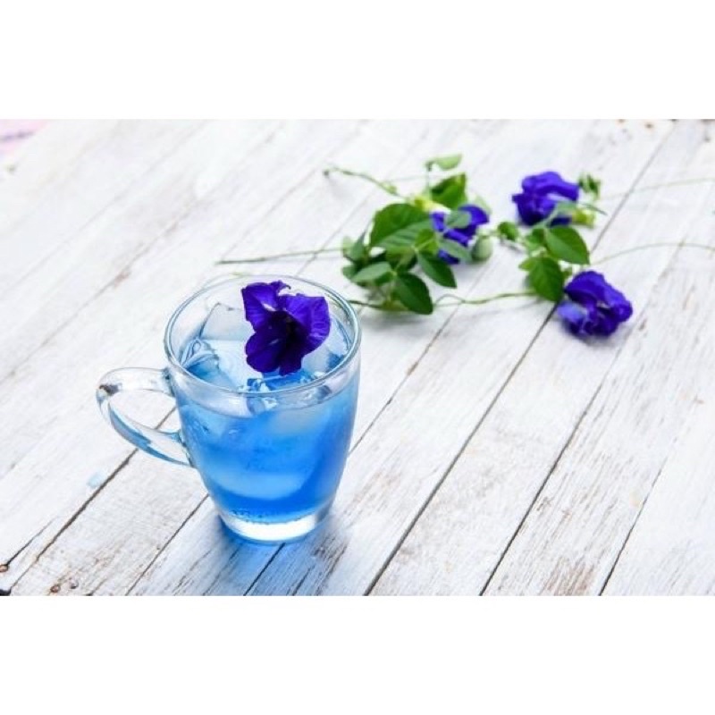 Cây đậu biếc