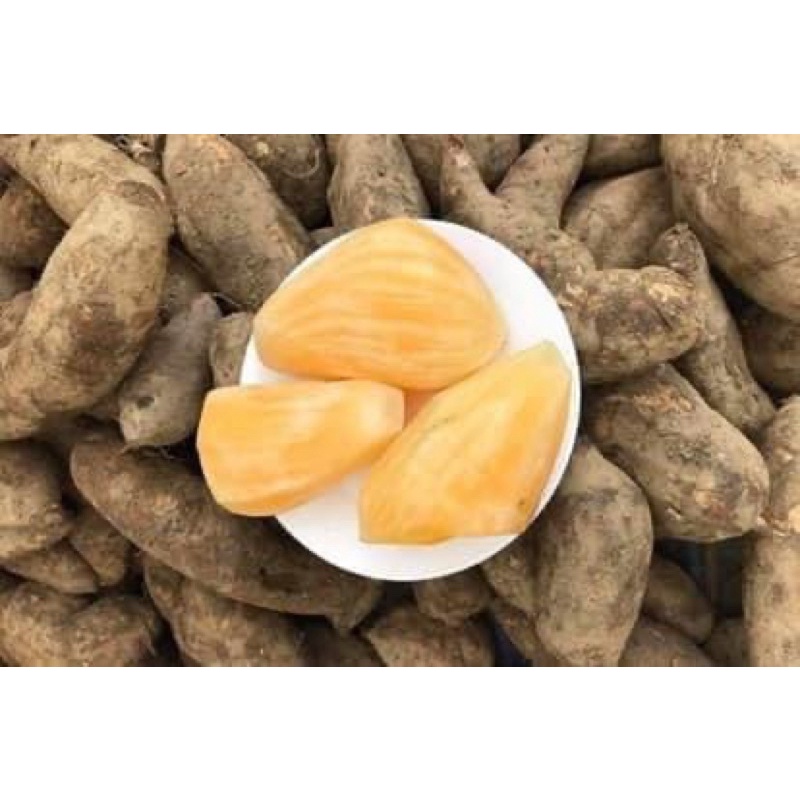 [SÂM KHOAI] Sâm đất Tả Lủng - Đồng Văn, ngọt mát, 1kg