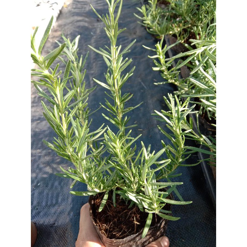 Cây Hương Thảo - Rosemary, cây hương liệu, gia vị Âu