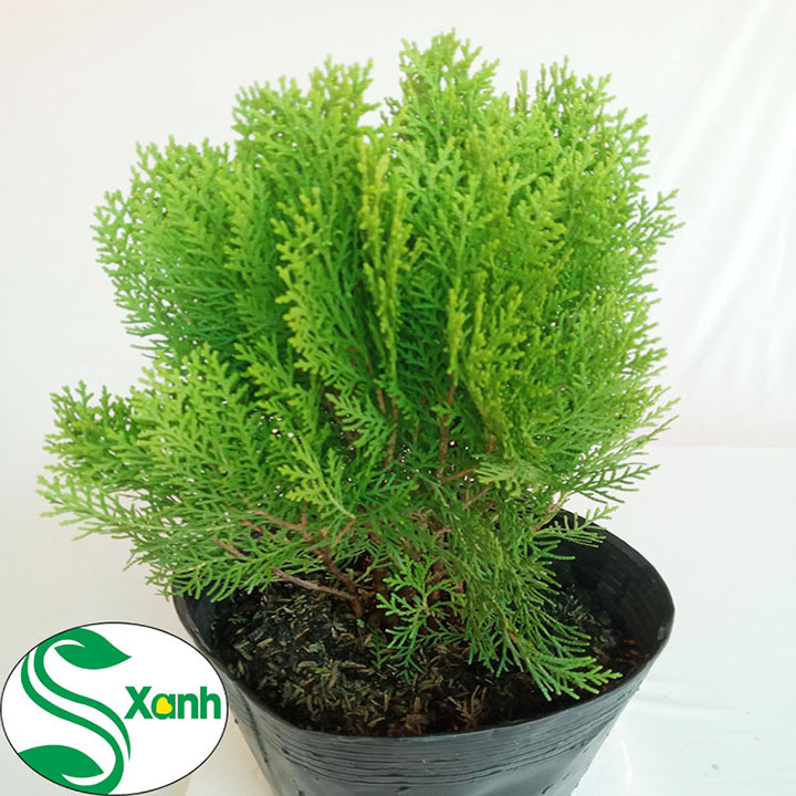 Cây cảnh Trắc Bách Diệp (cây lá thuộc bài)