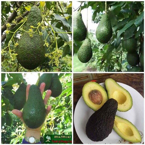 cây giống bơ pinkerton