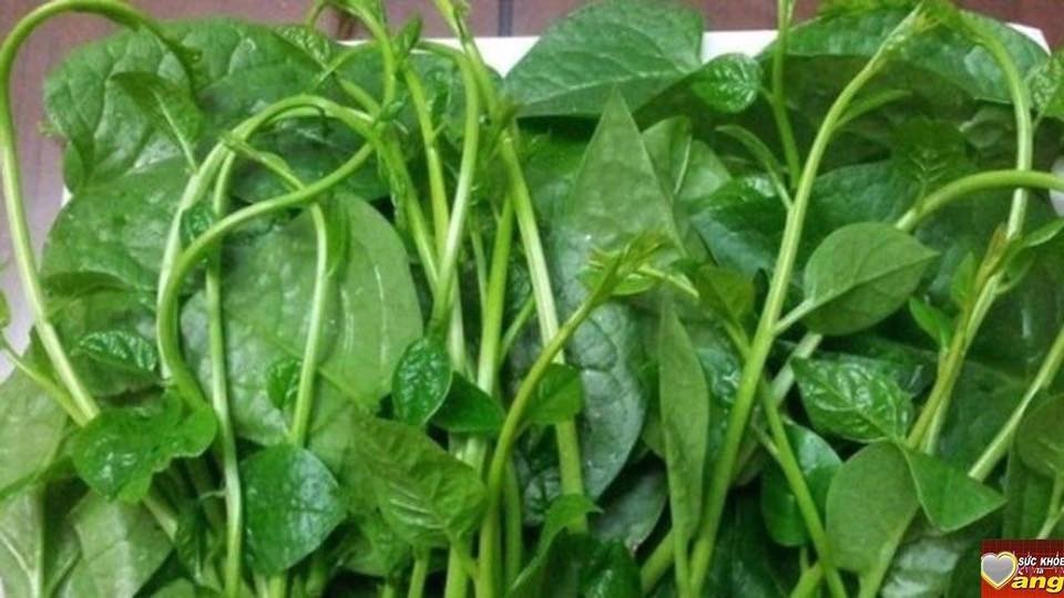 Hạt giống rau mồng tơi xanh - 20gram/gói