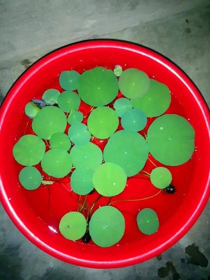 5 Hạt giống sen Nhật mini