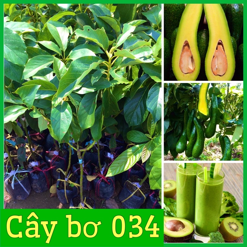 Cây giống bơ 034 quả dài hạt nhỏ béo ngậy cơm vàng ngon nhất trong các loại bơ