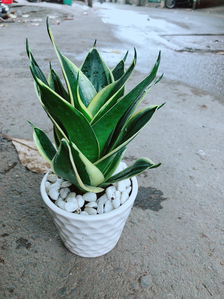 [HCM]Chậu Lưỡi Hổ Thái Búp Sen