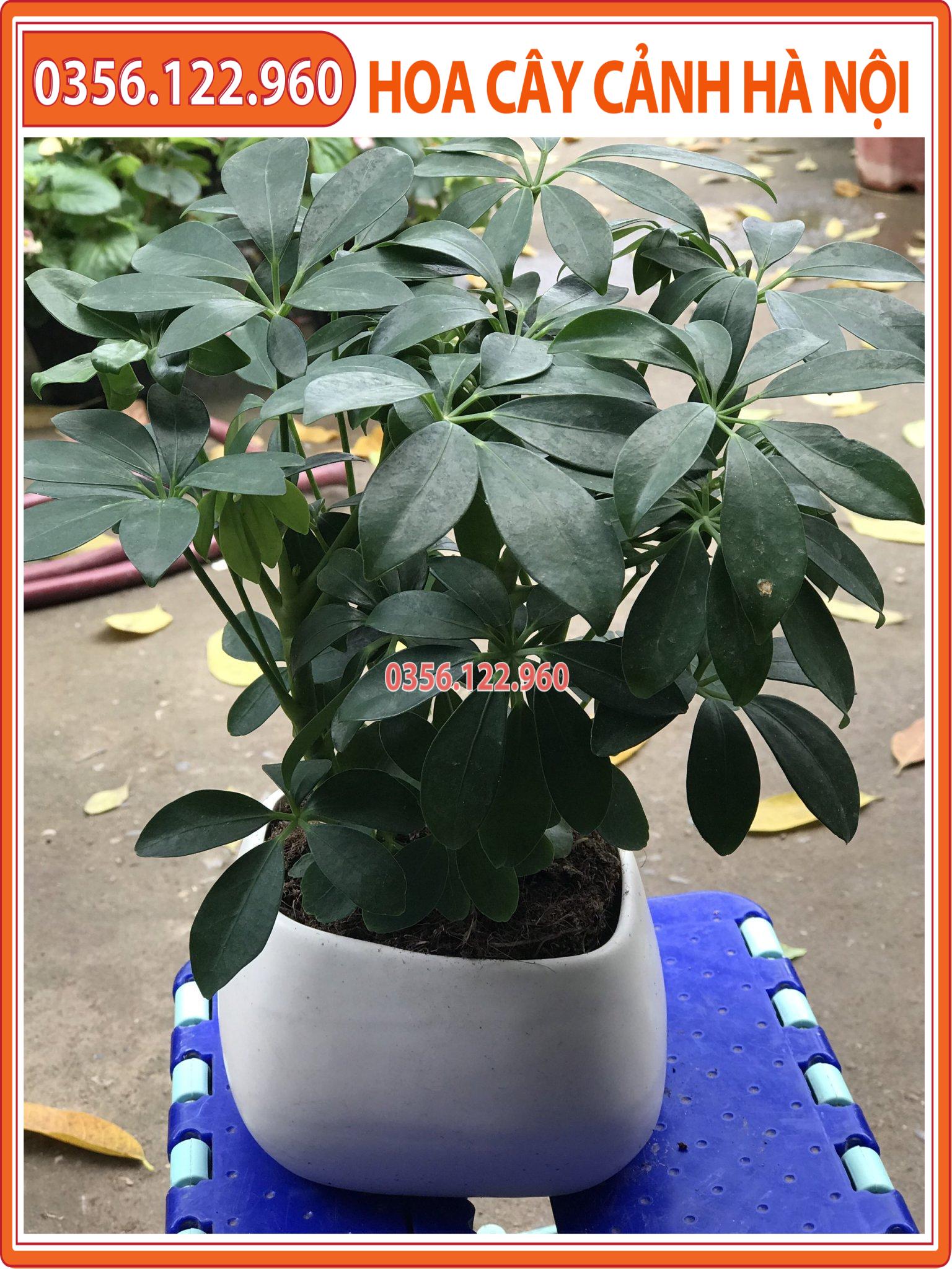 Cây ngũ gia bì để bàn