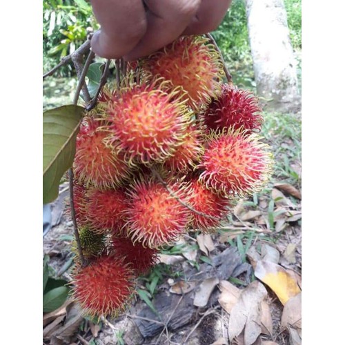Chôm chôm giôn+ tặng phân thỏ hữu cơ