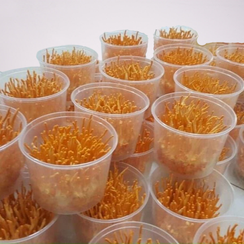 Đông Trùng Hạ Thảo khô 10g