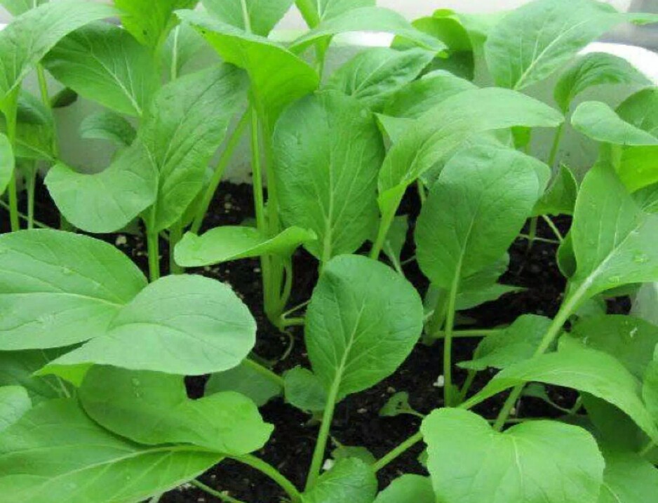 HẠT GIỐNG CẢI NGỌT (gói 20gram)