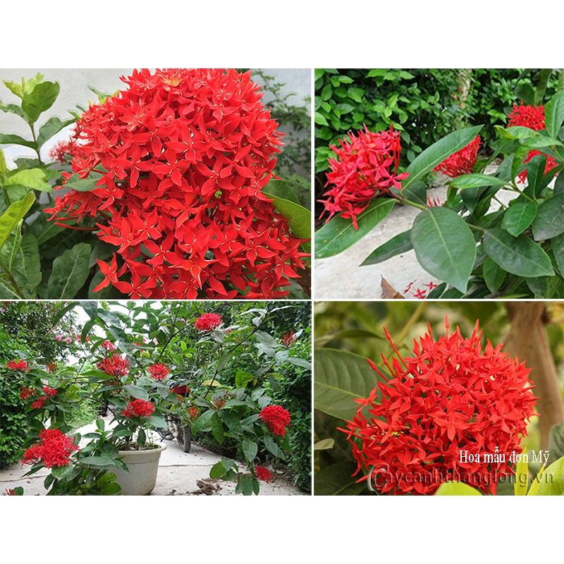 Combo 3 bầu hoa mẫu đơn đỏ mỹ hoa trang hồng đỏ , gửi đi nguyên bầu cây giống