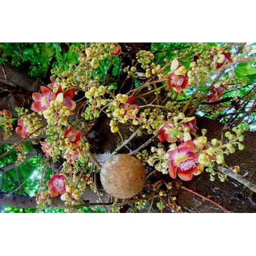 CÂY SALA ( CÂY NGỌC KỲ LÂN , CÂY ĐẦU LÂN ) GIỐNG - CGCSLKLSD
