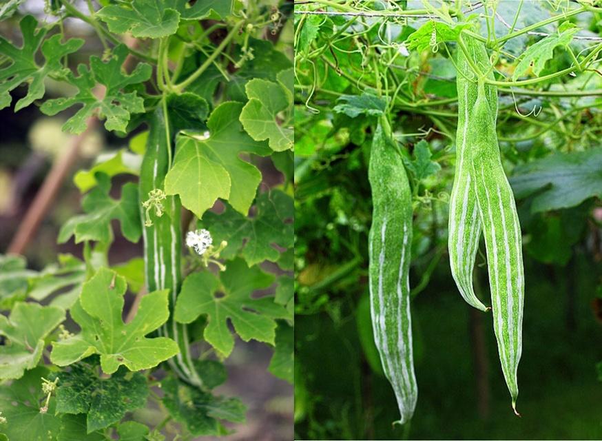 Hạt giống lặc lày (mướp mèo) gói 15 hạt