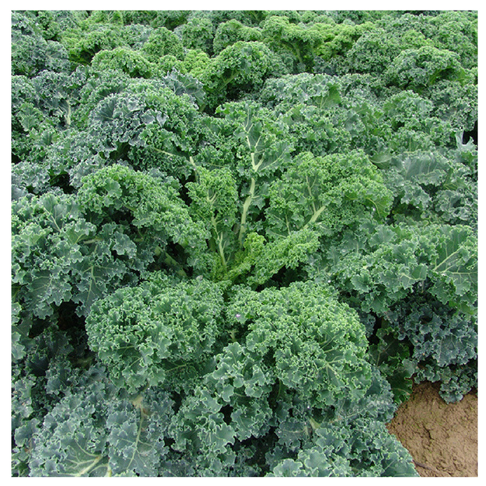 [HCM]2g Hạt Giống Cải Xoăn Kale Dễ Trồng