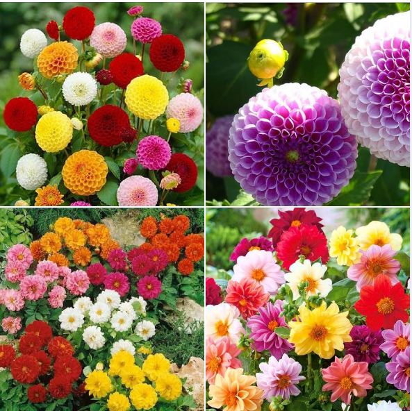 Hạt giống hoa thược dược mix màu-gói 30 hạt