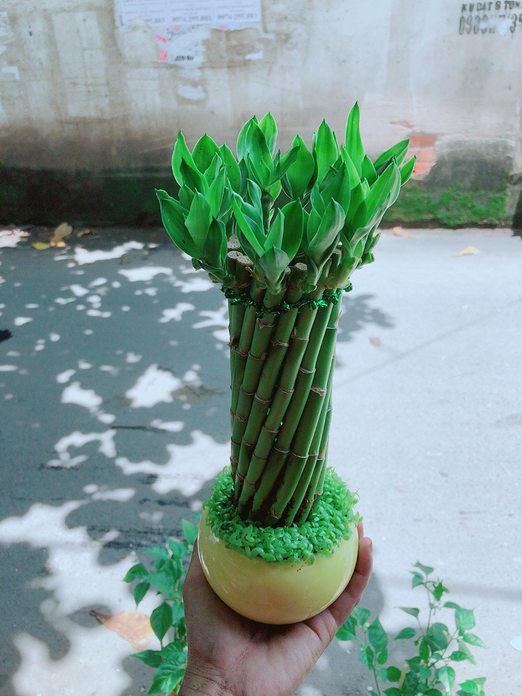 Chậu Trúc Phát Tài
